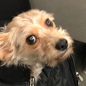 Meet your Posher, Samuel